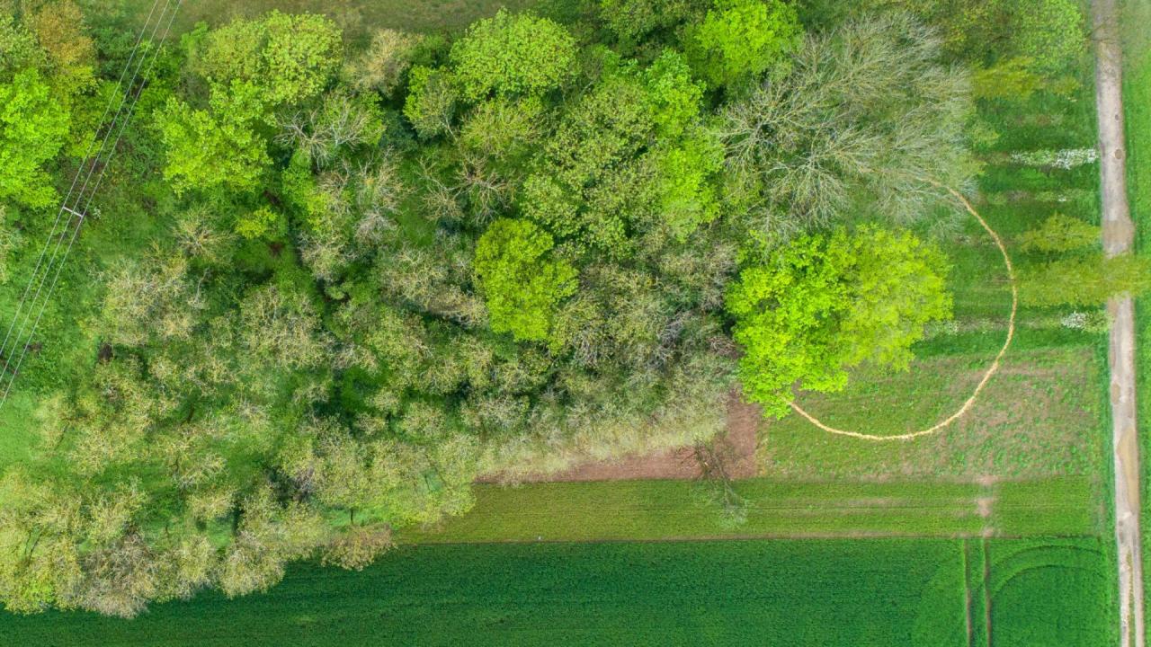 Auffällige grüne Bäume aus dem Projekt „Insub. Polytopies“